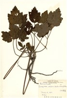 藏品(小白頭翁)的圖片